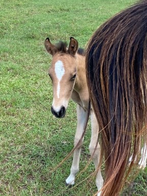 Filly born 5.2.2020
Pitkin , Louisiana