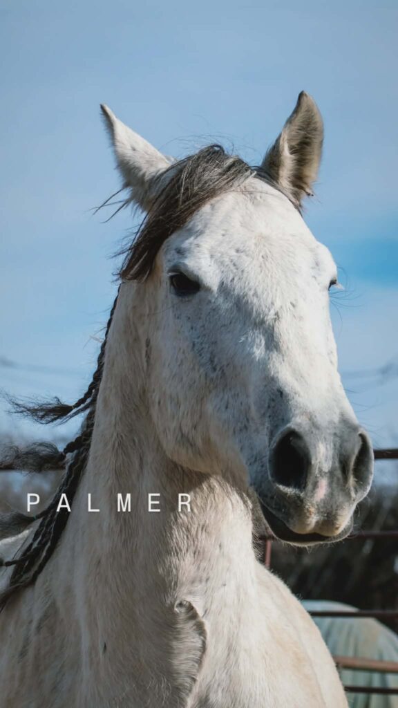 PALMER
